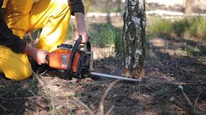 Best Tree Disease Treatment  in Winterville, GA
