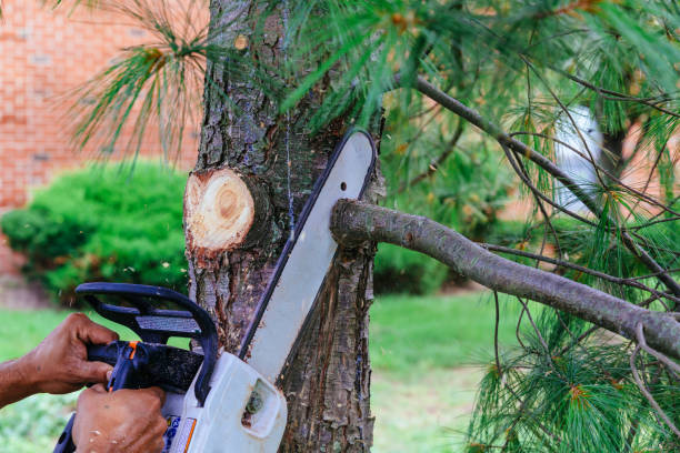Best Tree and Shrub Care  in Winterville, GA